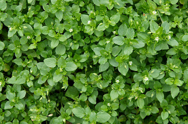 Juicy stems and leaves of Common chickweed (Stellaria media) with small white flowers - Photo, Image