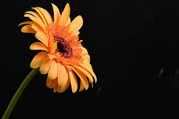 beautiful gerbera   flower on dark background - Fotó, kép