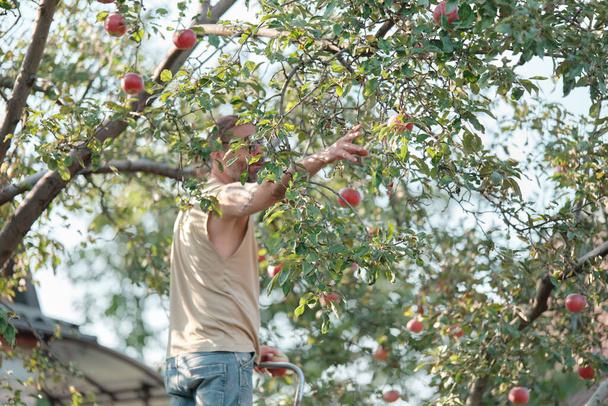 De man reikt met zijn hand naar een appel aan een boom in de tuin. Herfst oogst, tuinieren. - Foto, afbeelding