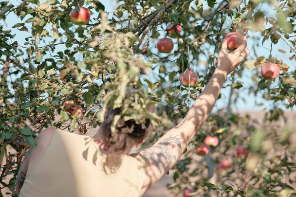 O homem escolhe maçãs de uma árvore no jardim. Colheita de outono, jardinagem. - Foto, Imagem