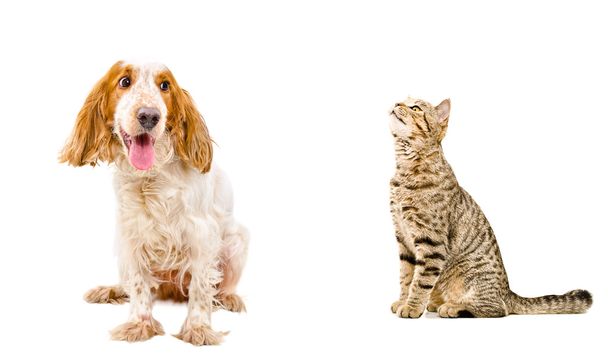 Divertido perro y gato olfateando
 - Foto, Imagen