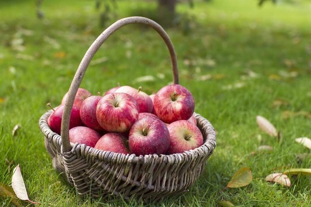 Las manzanas frescas en la cesta en el jardín - Foto, imagen