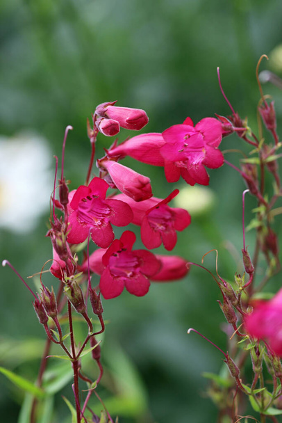 Kırmızı yüksükotu sakallı dil, Penstemon çeşidi Garnet, yaprakların bulanık arkaplanıyla yakın plan çiçek sivriliği.. - Fotoğraf, Görsel