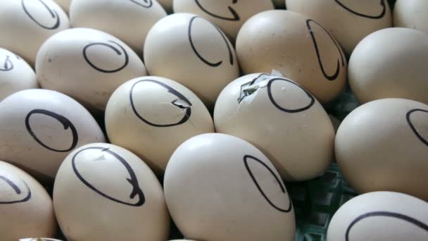 Egy kis újszülött fióka feltör egy tojáshéjat és átszúrja csőrével és testével egy inkubátorban egy hazai farmon.. - Felvétel, videó