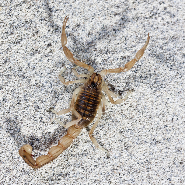 keltainen skorpioni, Buthus occitanus
 - Valokuva, kuva