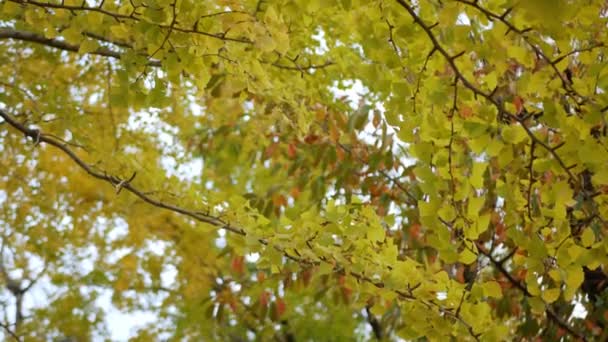 Outono de ouro ginkgo árvores folhas no parque de cor outono contra o céu azul claro. As folhas e ramos de ginkgo árvores criar. Fundo de cor impressionante - Filmagem, Vídeo