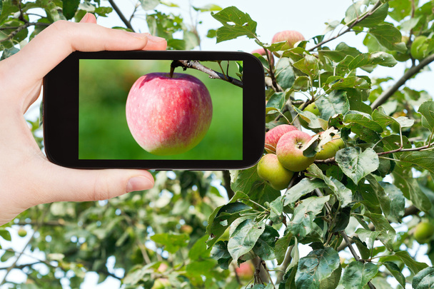 pembe elma açık havada fotoğraflarını turizm - Fotoğraf, Görsel