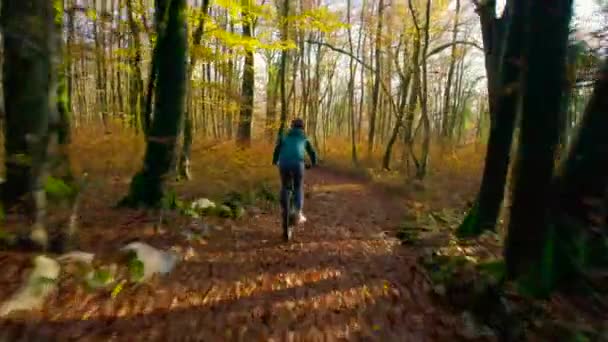 AERIAL: Barevný podzimní les a dáma na horském kole se psem po boku. Ona jede rychle po stezce na svém elektrickém kole přes krásné lesy zbarvené v zářivých odstínech podzimní sezóny. - Záběry, video