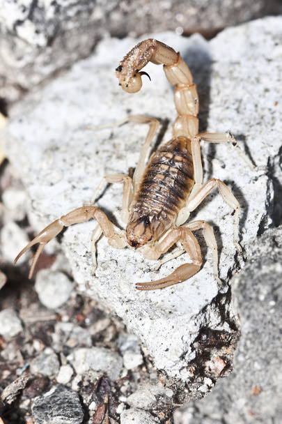 yellow scorpion, Buthus occitanus - Photo, Image