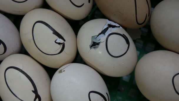 Un piccolo pulcino appena nato rompe un guscio d'uovo e lo trafigge con il becco e il corpo in un'incubatrice in una fattoria. - Filmati, video