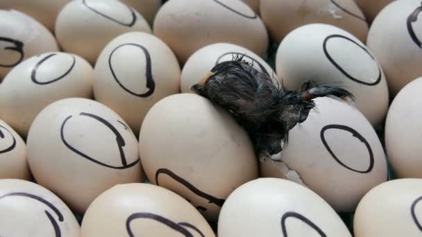 Pieni vastasyntynyt märkä musta poikanen rikkoo munankuoren ja lävistää sen nokallaan ja kehollaan kotifarmin hautomossa.. - Materiaali, video