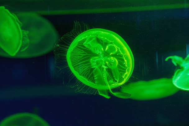 podwodne fotografowanie pięknej Aurelia aurita zbliżenie - Zdjęcie, obraz