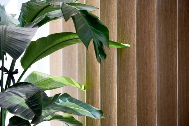 сучасний дизайн інтер'єру з дерев'яним вікном і рослиною в кімнаті - Фото, зображення