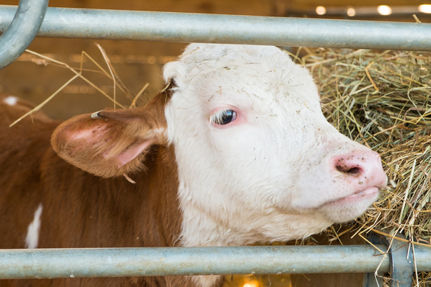 A brown and white calf in a pen - Foto, afbeelding