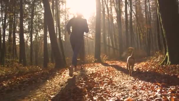 Fitt fiatal nő kocog a színes őszi erdőben a kutyájával. Reggeli edzésre ment fitnesz és állóképesség edzésre. Egy lombos úton futnak arany napfényben.. - Felvétel, videó