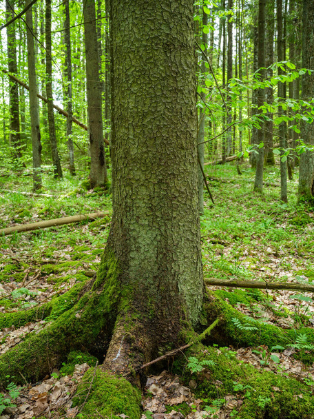 kmeny stromů v zeleném letním lese s listím a listy na zemi - Fotografie, Obrázek