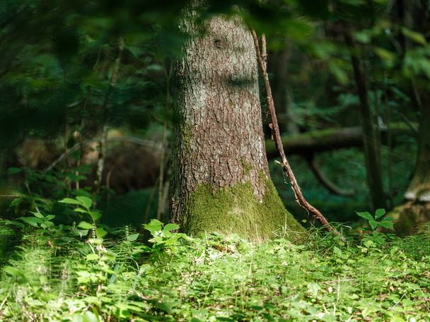 стовбури дерев у зеленому літньому лісі з листям і листям на землі - Фото, зображення