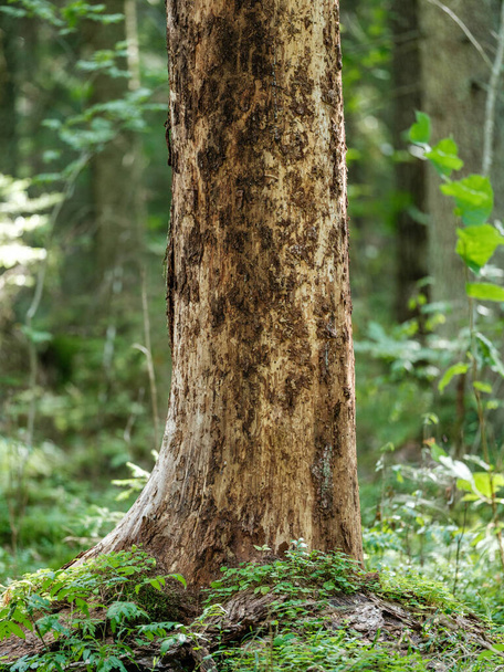kmeny stromů v zeleném letním lese s listím a listy na zemi - Fotografie, Obrázek