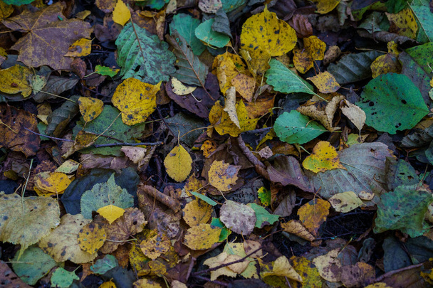 dark moodie autumn colored foliage abstracts in natural textures - Photo, Image