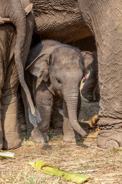young elephant - Foto, Imagen