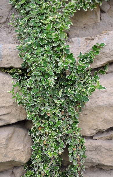 Ebedi yeşil süs çalısı Euonymus 'un serveti bahçede yetişir. - Fotoğraf, Görsel