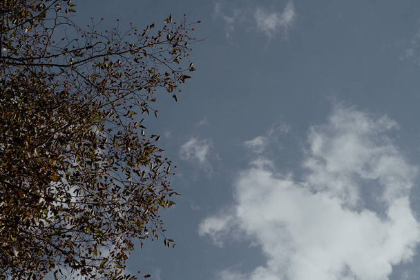 Szüreti kék ég fával és felhőkkel - Fotó, kép