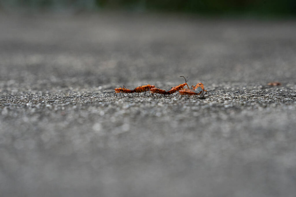 Küçük turuncu ve siyah desenli böcekler grupça yerdeler. - Fotoğraf, Görsel