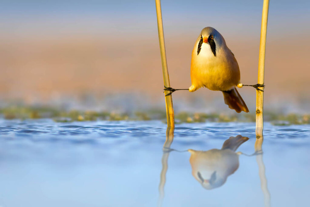 Vicces madár. Egy madár, aki vizet inni jött. Rugalmas lábaival kapaszkodik a nádasba. Vízi természet háttér. Szakállas Reedling. (Panurus biarmicus)). - Fotó, kép