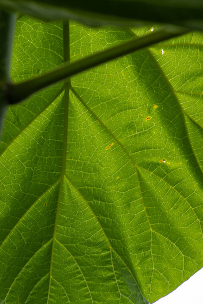 Junge Elendsbäume. Paulownia tomentosa. Paulownia Tomentosa (Fingerhutbaum) in vollen Blättern - Foto, Bild
