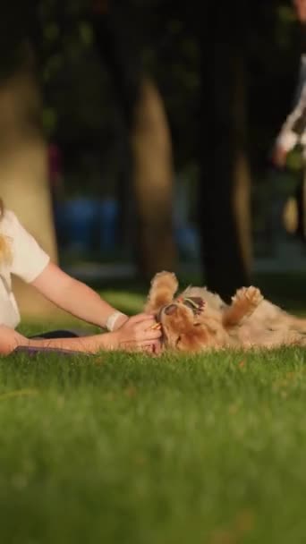 Jovem mulher brincando e se divertindo com seu Inglês Cocker Spaniel Dog no gramado no parque da cidade. Menina atraente andando com seu animal de estimação ao ar livre - Filmagem, Vídeo