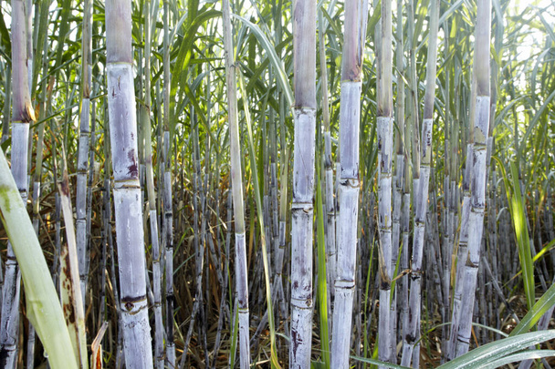 rietsuikerplantageveld van dichtbij - Foto, afbeelding