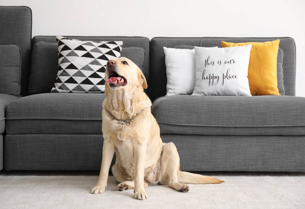 Cane carino Labrador seduto su tappeto a casa - Foto, immagini