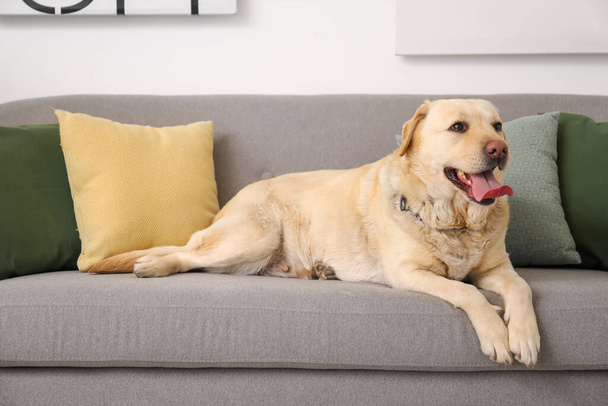 Милая собака-лабрадор лежит дома на диване - Фото, изображение
