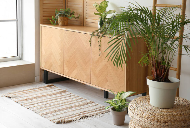 Stylowa drewniana szafka z roślinami domowymi we wnętrzu pokoju - Zdjęcie, obraz