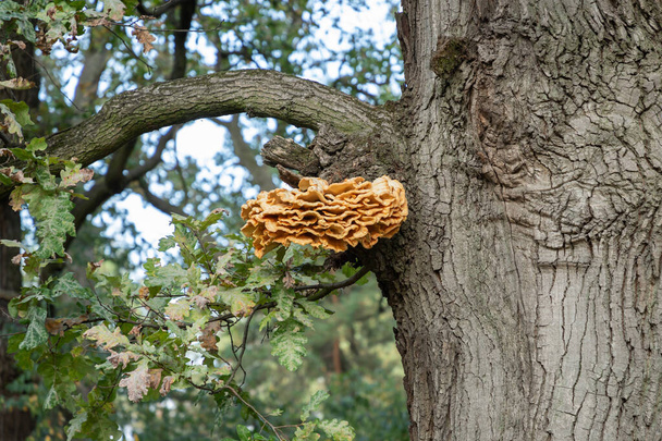 Tree fungus sulphur polypore, sulphur shelf or chicken mushroom (Laetiporus sulphureus) on tree trunk. Giant yellow triturium (tinder) mushroom parasite on the bark of a tree. - Photo, Image