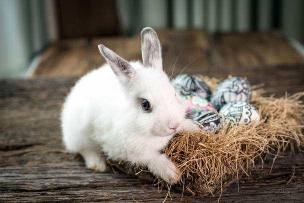 Милий білий кролик з пасхальним яйцем в гнізді
 - Фото, зображення