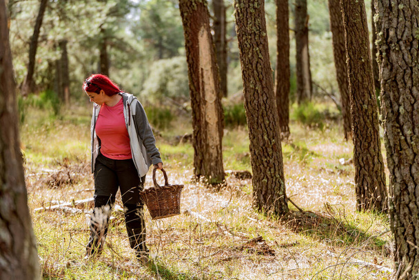 Νεαρή κοκκινομάλλα γυναίκα με ένα καλάθι που περπατά μέσα από ένα φθινόπωρο δάσος ψάχνοντας για μανιτάρια - Φωτογραφία, εικόνα