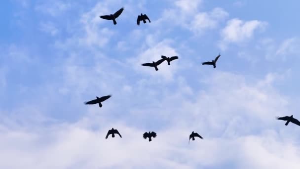 Μαύρα κοράκια που πετούν σε μπλε φόντο του ουρανού - Πλάνα, βίντεο