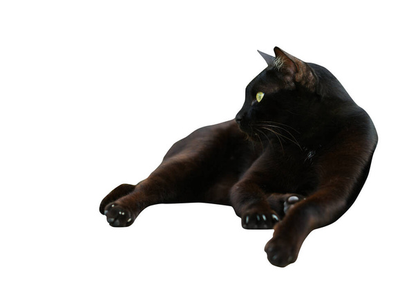 Odosobniony portret tajskiego czarnego kota relaksującego się na białym tle, oczy patrzące na bok. - Zdjęcie, obraz