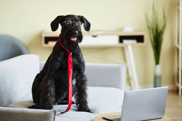 Портрет черного шнауцера в очках и красном галстуке, сидящего на диване и смотрящего на экран ноутбука перед ним - Фото, изображение