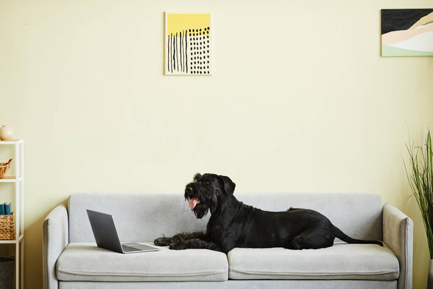 Negro schnauzer tumbado en el sofá delante de la computadora portátil y ver vídeo en línea en la sala de estar - Foto, imagen
