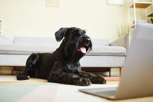 Black domestic schnauzer sticking out his tongue lying on floor and watching movie on laptop standing in front of him - Photo, Image
