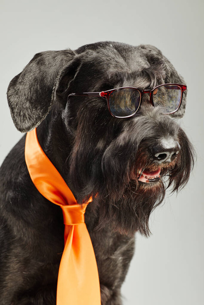 Gözlüklü güzel siyah schnauzer köpeği ve beyaz arka planda izole edilmiş turuncu kravat. - Fotoğraf, Görsel
