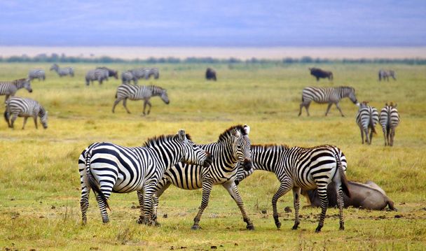 zebra's in africa walking on the savannah - Photo, Image