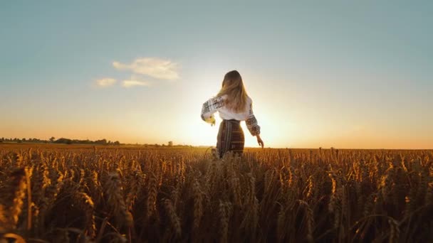 Una joven con un vestido eslavo nacional con bordados gira en un campo al atardecer. Una hermosa mujer en un vyshyvanka ucraniano en medio de un campo de trigo dorado. Un campo de trigo con una espiga dorada. - Metraje, vídeo