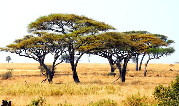 Afrikaanse landschap met acaciabomen - Foto, afbeelding