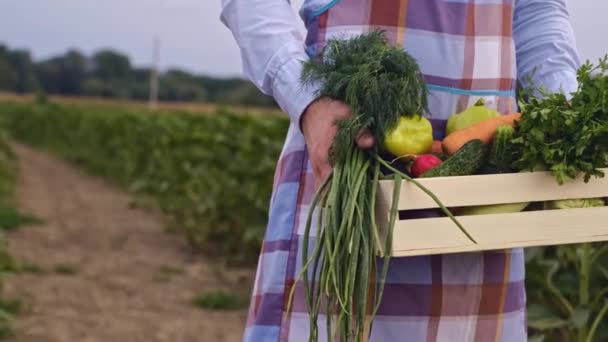 Rolnik posiadający świeże dojrzałe warzywa, sprawdzający jakość produktu, wąchający warzywa, trzymający kamerę na targu rolniczym. Warzywa ekologiczne, małe gospodarstwo lokalne, koncepcja rolnictwa - Materiał filmowy, wideo