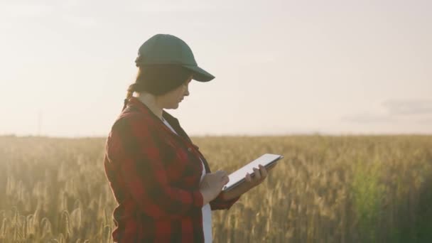 Женщина-фермер работает с планшетом на пшеничном поле. Агроном с планшетом держит спелую пшеницу. Агроном наблюдает за сбором урожая на полях. - Кадры, видео