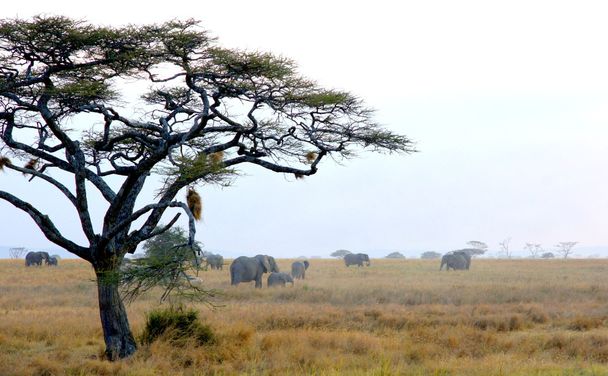 アカシアの木を持つアフリカの風景 - 写真・画像