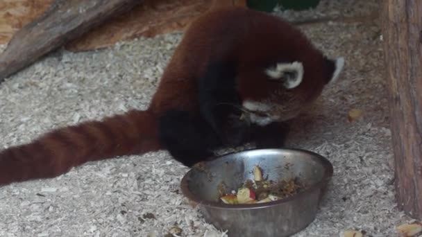Panda rojo - Metraje, vídeo